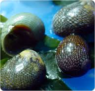 Nerite Snail